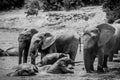 Elephant herd in Addo National Park South Africa Royalty Free Stock Photo