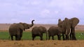 Elephant herd in Amboseli Royalty Free Stock Photo