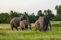 Elephant herd in the Amboseli National Park