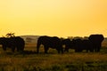 Elephant herd in the Amboseli National Park