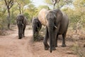 Elephant herd awalking Royalty Free Stock Photo