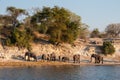 Elephant Herd at the Bank of Chobe River Royalty Free Stock Photo