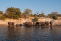 Elephant Herd on the Bank of Chobe River Royalty Free Stock Photo
