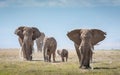 Elephant herd with a big tusker walking across the Amboseli plains Kenya Royalty Free Stock Photo