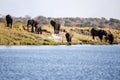 Elephant Herd in Botswana Royalty Free Stock Photo