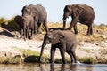 Elephant Herd in Botswana Royalty Free Stock Photo