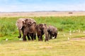 Elephant Herd with Cattle Egrets