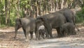 Elephant herd crossing the main road, Dhikala, Jim Corbett National Park, Nainital, Uttarakhand, India