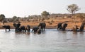 Elephant herd drink at waterhole Royalty Free Stock Photo