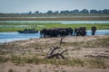 Elephant herd drinking from river beside boat Royalty Free Stock Photo