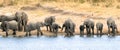 Elephant herd drinking at Transport Dam, Kruger Park Royalty Free Stock Photo