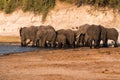 Elephant Herd Drinking Water at the Bank of Chobe River Royalty Free Stock Photo