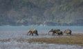 Elephant Herd drinking water Royalty Free Stock Photo