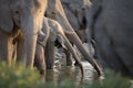 Elephant herd drinking.