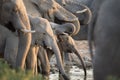 Elephant herd drinking. Royalty Free Stock Photo