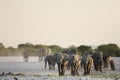 Elephant herd at dusk. Royalty Free Stock Photo