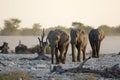 Elephant herd at dusk. Royalty Free Stock Photo