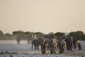 Elephant herd Royalty Free Stock Photo