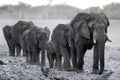 Elephant herd Royalty Free Stock Photo