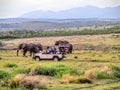 Elephant Herd Encounter on Safari in Africa