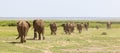 Elephant Herd in Kenya