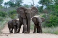 Elephant herd in the Kruger National Park Royalty Free Stock Photo