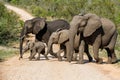 Elephant herd in Kruger National Park Royalty Free Stock Photo