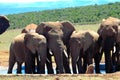 Elephant herd mourning