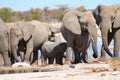 Elephant herd Royalty Free Stock Photo