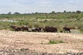 Elephant herd on the Sabie River in Kruger National Park, South Africa Royalty Free Stock Photo