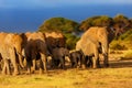 Elephant herd at sunrise