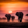 elephant herd at sunset