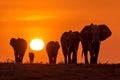 elephant herd at sunset