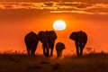 elephant herd at sunset