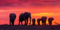 elephant herd at sunset