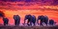 elephant herd at sunset