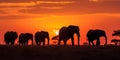 elephant herd at sunset