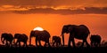 elephant herd at sunset