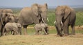 Elephant herd with 2 tiny babies Royalty Free Stock Photo
