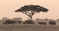 Elephant herd under acacia