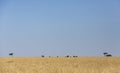 Elephant Herd in the vast grasslands at Masai Mara, Kenya Royalty Free Stock Photo