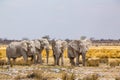 Elephant herd walking in the african wilderness Royalty Free Stock Photo