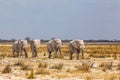 Elephant herd walking in the african wilderness Royalty Free Stock Photo