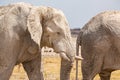 Elephant herd walking in the african wilderness Royalty Free Stock Photo
