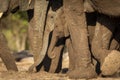 Elephant babies covered in mud walking amongst its herd in Botswana