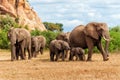 Elephant herd walking in Mashatu
