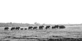 Elephant Herd Walking Past Royalty Free Stock Photo