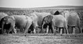 Elephant herd Royalty Free Stock Photo