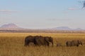 Elephant herd walking through the plains at Tarangire National Park