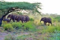 Elephant herd walking in samburu national park